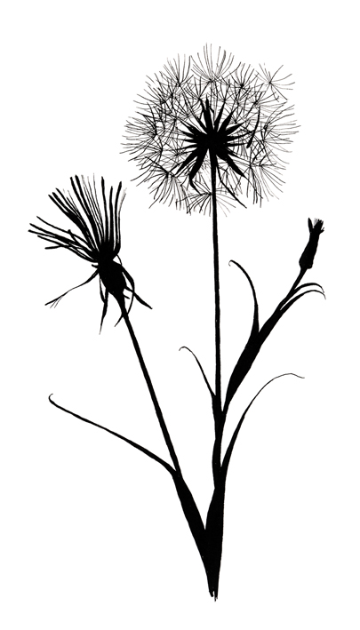 dandelion