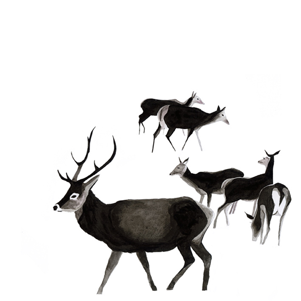deer